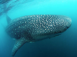 Whale Shark Interaction